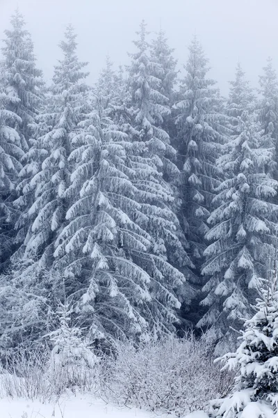 Vinterlandskap med snötäckta granar — Stockfoto