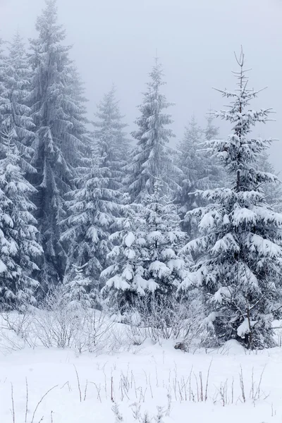 Winterlandschap met besneeuwde sparren — Stockfoto