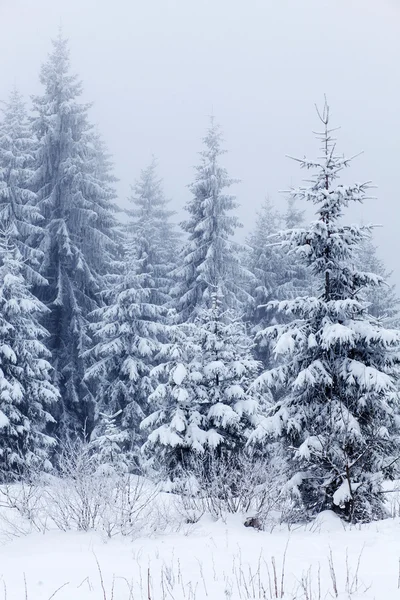 Vinterlandskap med snötäckta granar — Stockfoto