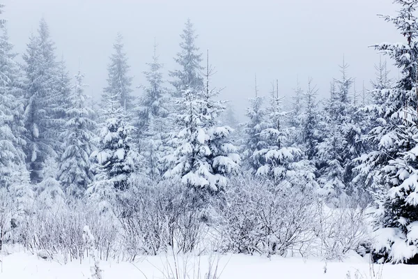 Paisagem de inverno com abetos nevados — Fotografia de Stock