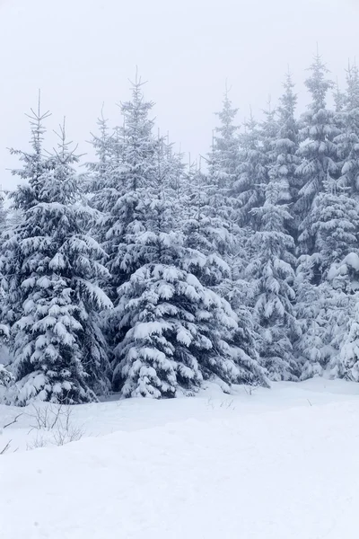 Paisaje invernal con abetos nevados —  Fotos de Stock