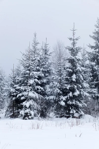 Vinterlandskap med snötäckta granar — Stockfoto