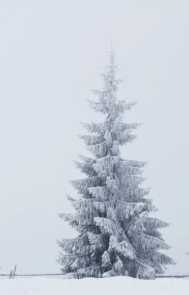 Paisaje invernal con abetos nevados Imagen de archivo