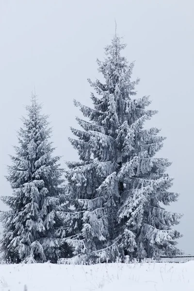 Paesaggio invernale con abeti innevati Foto Stock