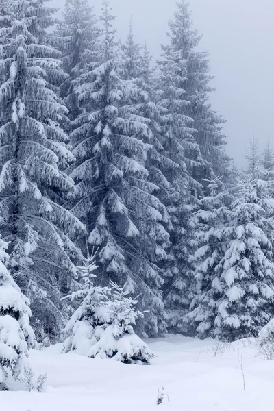 Winterlandschap met besneeuwde sparren Stockfoto