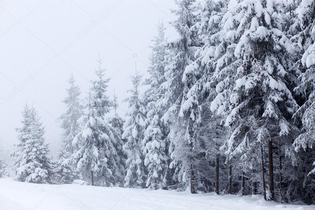 Winter landscape with snowy fir trees