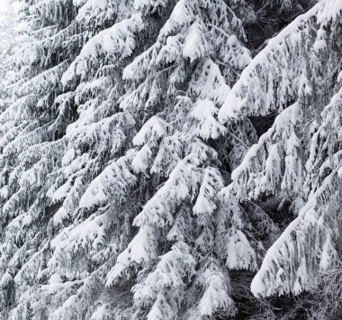 karlı köknar ağaçları ile kış manzarası