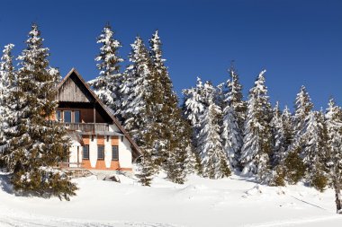 karlı köknar ağaçları ile kış manzarası