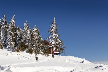 karlı köknar ağaçları ile kış manzarası