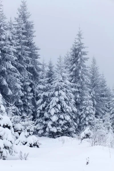 Paisaje invernal con abetos nevados —  Fotos de Stock