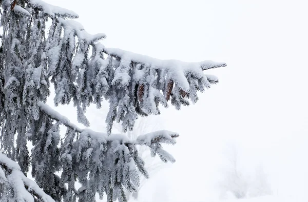 Vinterlandskap med snötäckta granar — Stockfoto