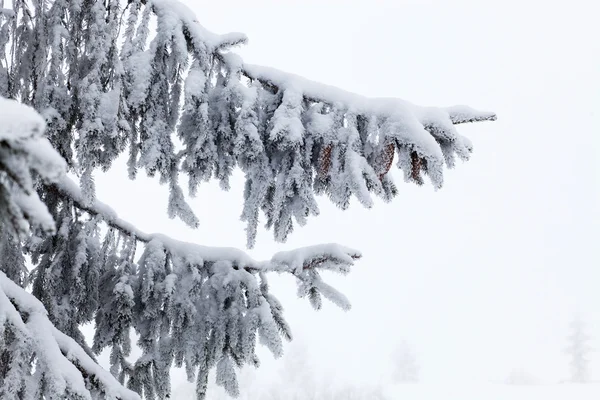 Paesaggio invernale con abeti innevati — Foto Stock