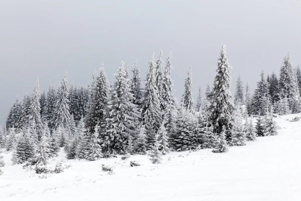 Winterlandschaft mit schneebedeckten Tannen — Stockfoto