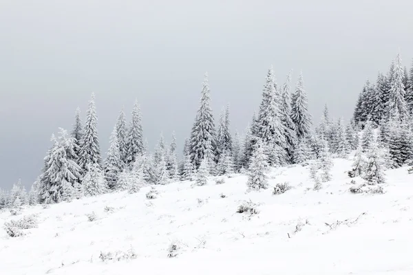 Winter landscape with snowy fir trees — Stock Photo, Image