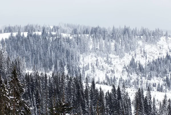 Paisagem de inverno com abetos nevados — Fotografia de Stock