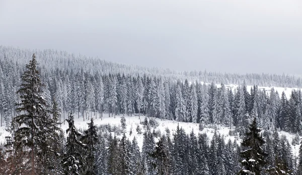 Winterlandschap met besneeuwde sparren — Stockfoto