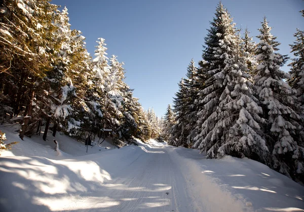 Paisaje invernal con abetos nevados —  Fotos de Stock