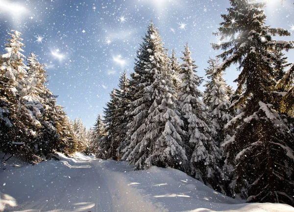 Vinterlandskap med snötäckta granar — Stockfoto