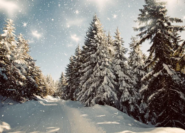 Paysage hivernal avec sapins neigeux — Photo