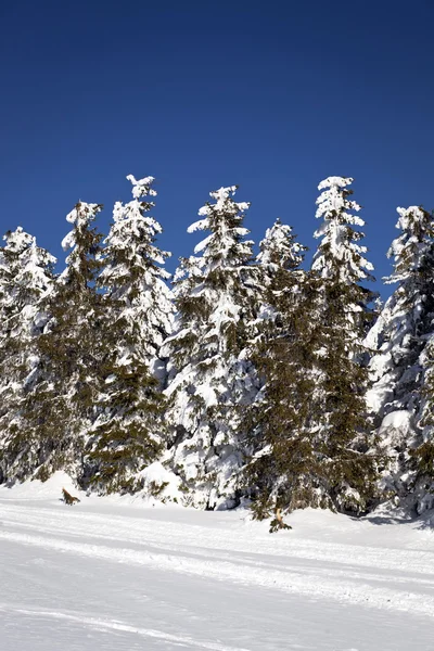 Paisagem de inverno com abetos nevados — Fotografia de Stock