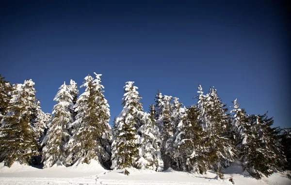Karlı köknar ağaçları ile kış manzarası — Stok fotoğraf