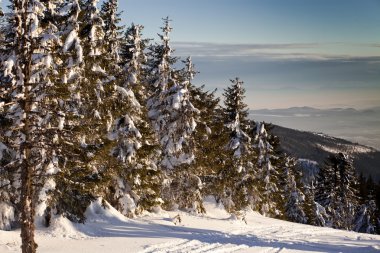 karlı köknar ağaçları ile kış manzarası