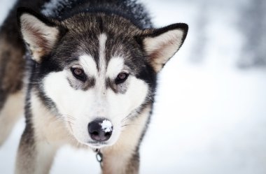 Mavi gözlü Husky portresi