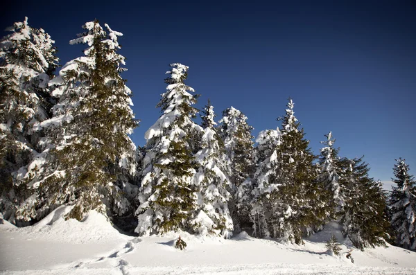 Paisagem de inverno com abetos nevados — Fotografia de Stock