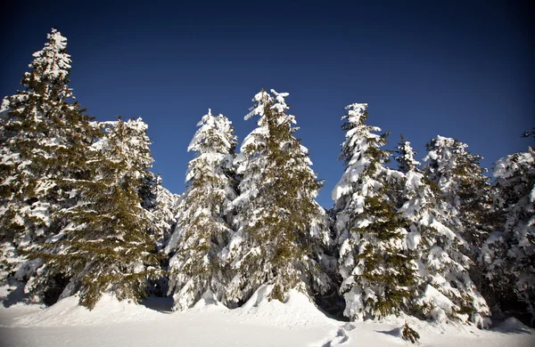 Winter landscape with snowy fir trees — Stock Photo, Image