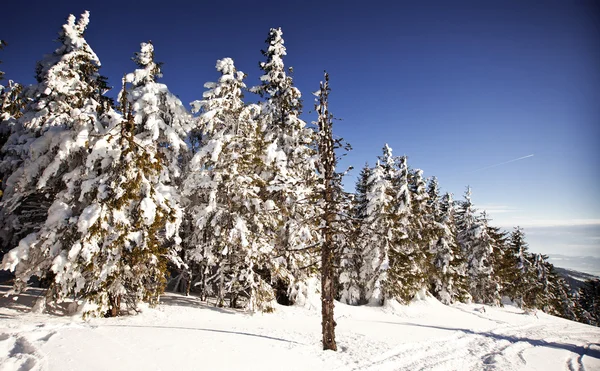 Paisagem de inverno com abetos nevados — Fotografia de Stock