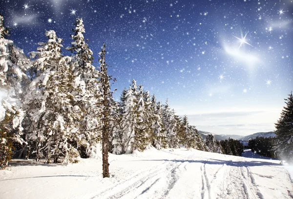 Talvi maisema lumiset kuuset — kuvapankkivalokuva