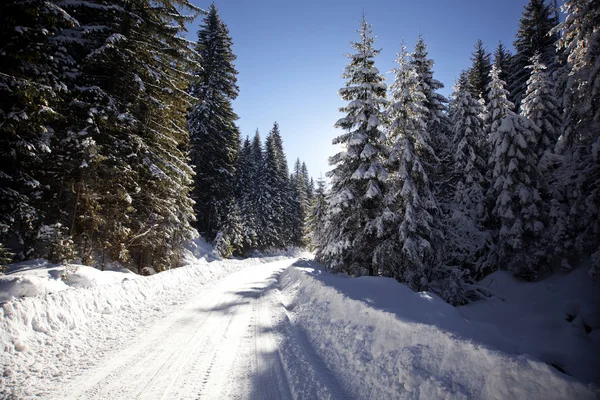 Paisagem de inverno com abetos nevados — Fotografia de Stock