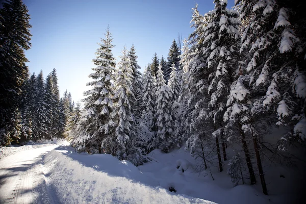 Paisagem de inverno com abetos nevados — Fotografia de Stock