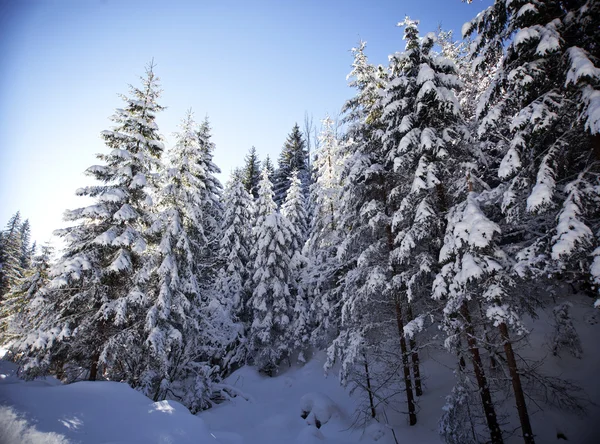 Paysage hivernal avec sapins neigeux — Photo