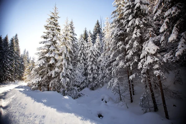 Paisagem de inverno com abetos nevados — Fotografia de Stock