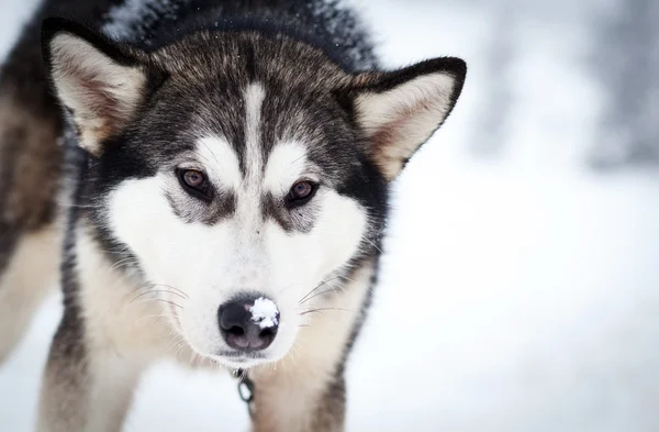 Husky portret met blauwe ogen — Stockfoto