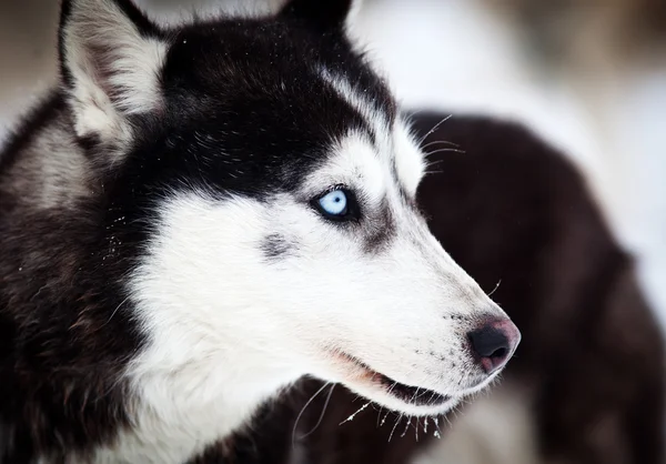 Husky-Porträt mit blauen Augen — Stockfoto