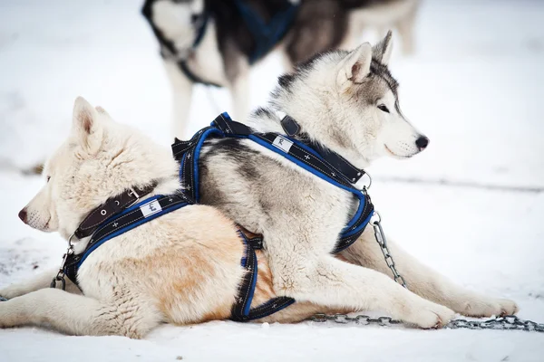 Portrait Husky aux yeux bleus — Photo