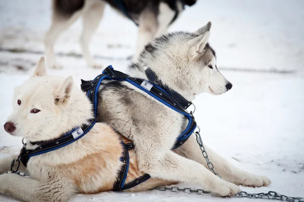 Husky portret met blauwe ogen — Stockfoto