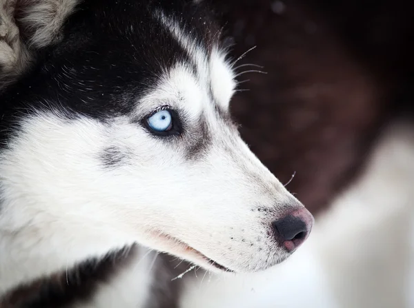 Husky portré kék szemekkel — Stock Fotó