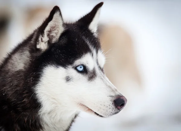 Husky retrato com olhos azuis — Fotografia de Stock