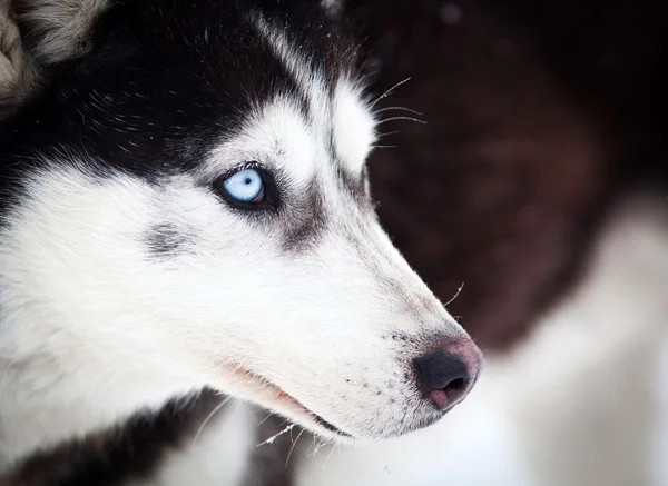 Husky retrato com olhos azuis — Fotografia de Stock