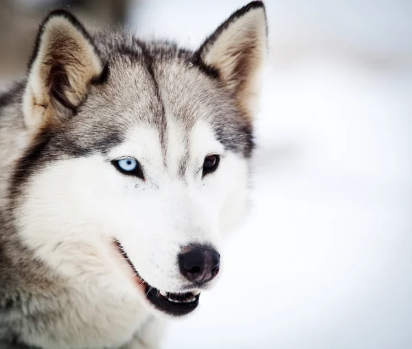 Husky portret met blauwe ogen — Stockfoto