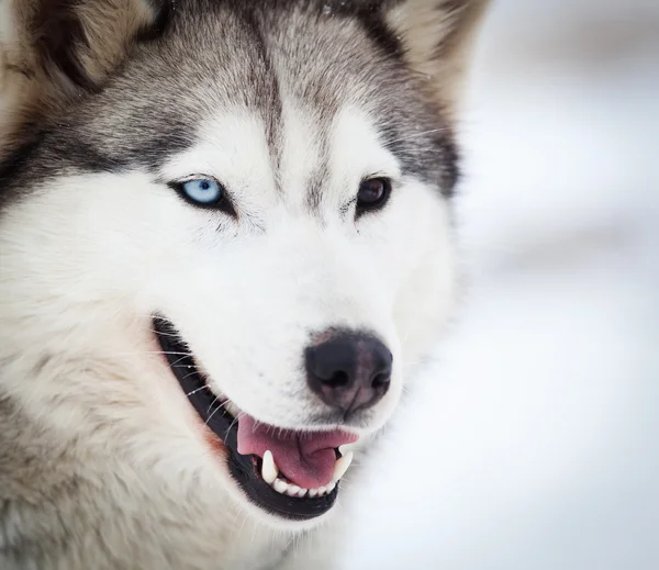 Retrato Husky con ojos azules —  Fotos de Stock