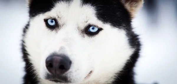 Husky retrato com olhos azuis — Fotografia de Stock