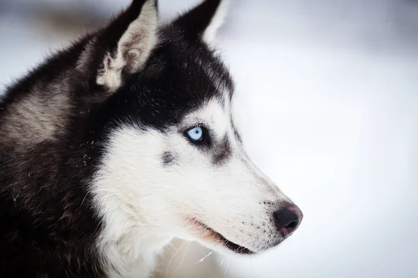 Husky portré kék szemekkel — Stock Fotó