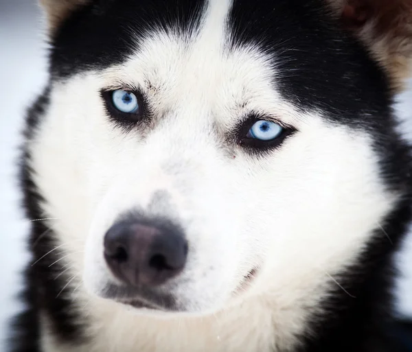 Husky-Porträt mit blauen Augen — Stockfoto