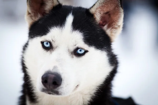 Husky retrato com olhos azuis — Fotografia de Stock