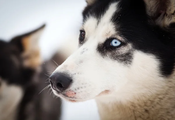 Husky portret z niebieskimi oczami — Zdjęcie stockowe