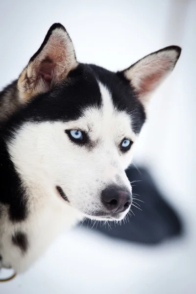 Aranyos husky portré, télen — Stock Fotó